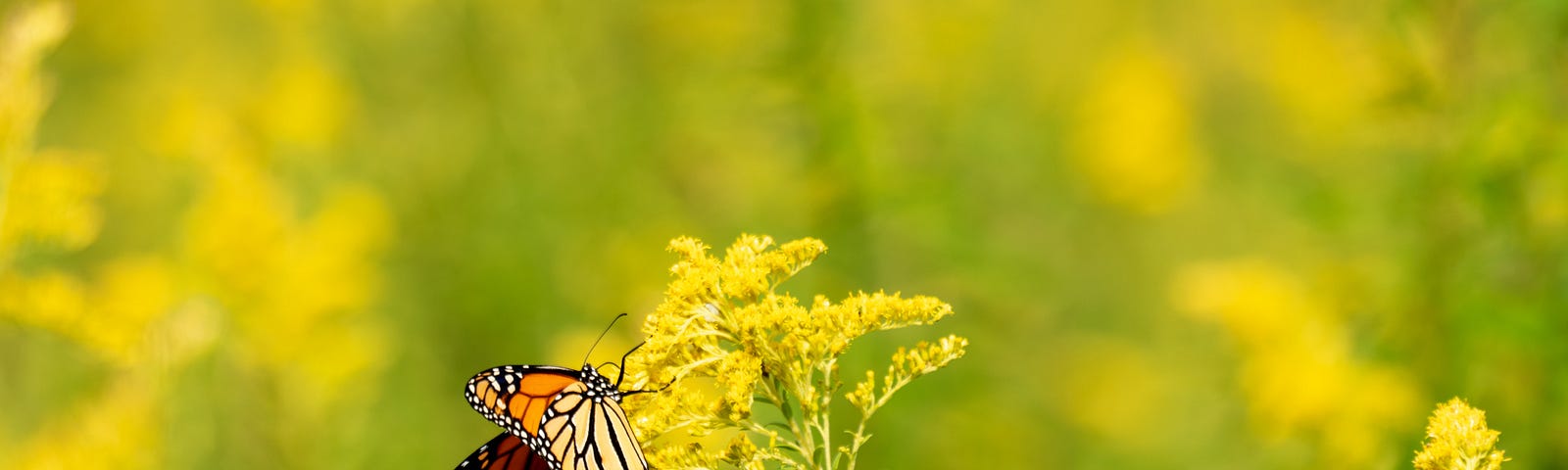 Monarch butterfly on goldenrod flowers. Photo by Christopher Paul High on Unsplash.