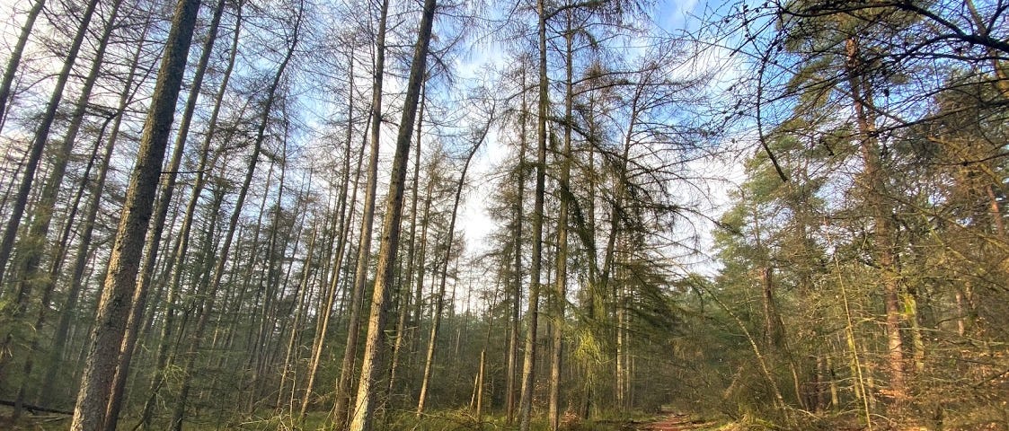 September gaat de hei op, tijdens Devweek! Of eigenlijk. Het bos in.