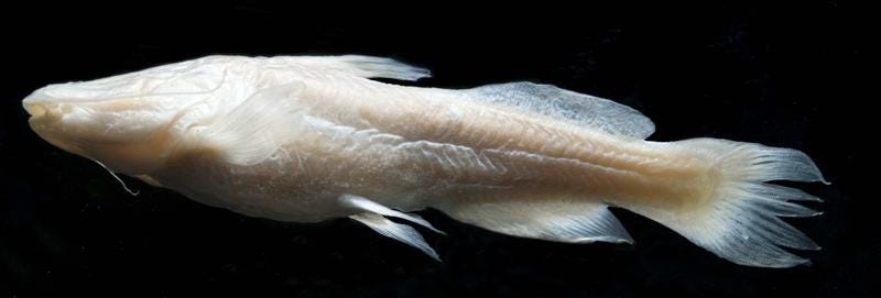 pale white, eyeless fish