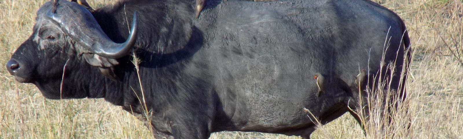 Author’s photo of a large black Cape buffalo standing alone in the Seregeti.