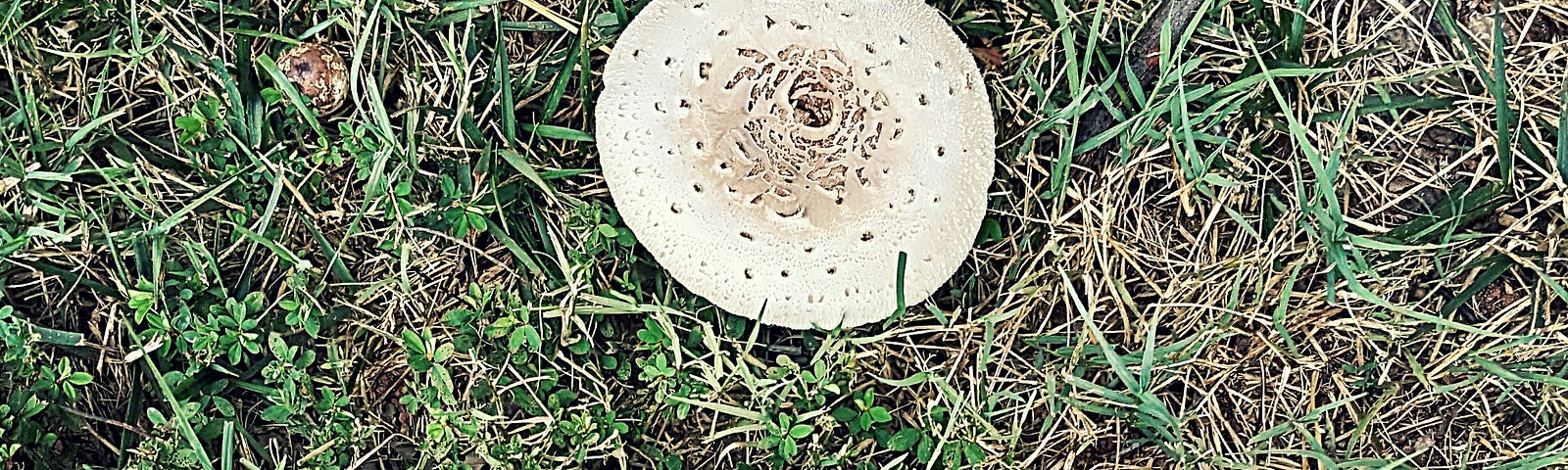Crazy-looking mushrooms. Photo Credit: Tremaine L. Loadholt