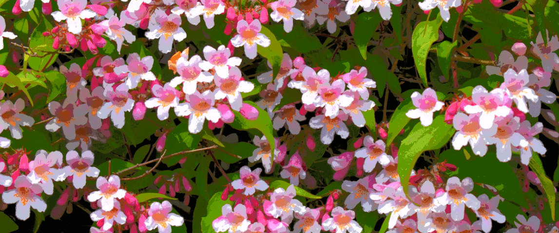 Vibrant pink and white flowers