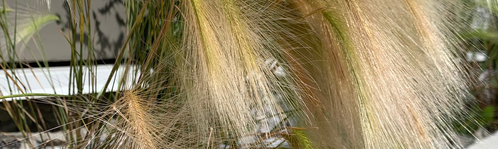 Weeds with beige soft sweeping bushy heads growing out of rocky soil.