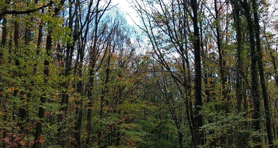 Photo by Zübeyir Tosun at Atatürk Arboretum