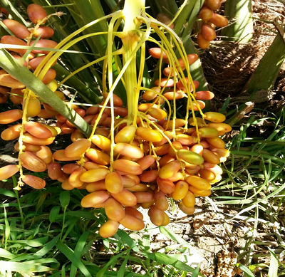 A bunch of date palm fruits hanging from a tree.