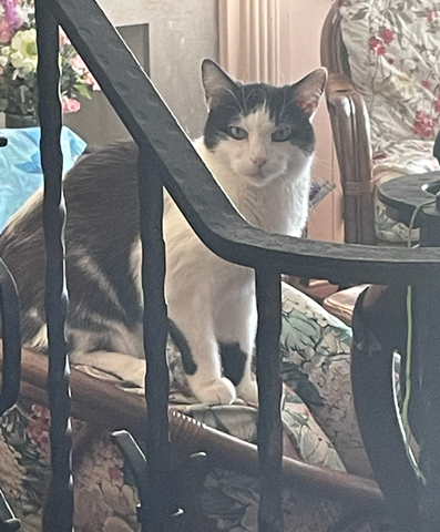 Giac, A black-and-white cat on the back of a flowered sofa