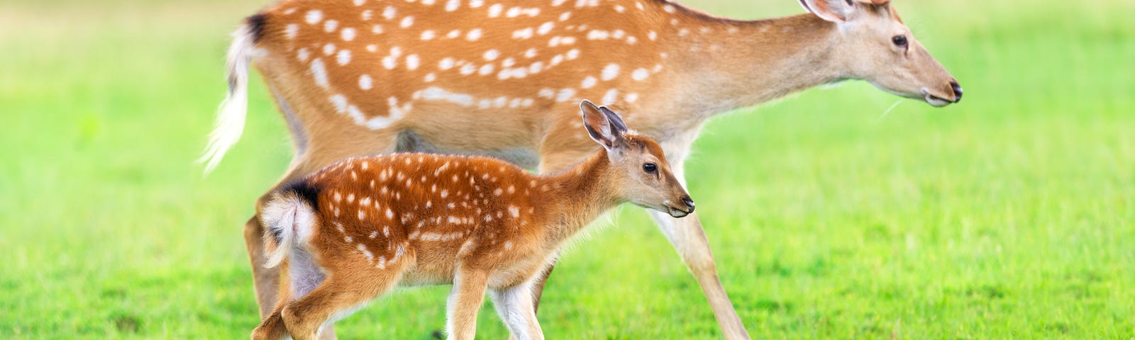 A mother deer and her fawn stand facing the right side, on a sunny green field.