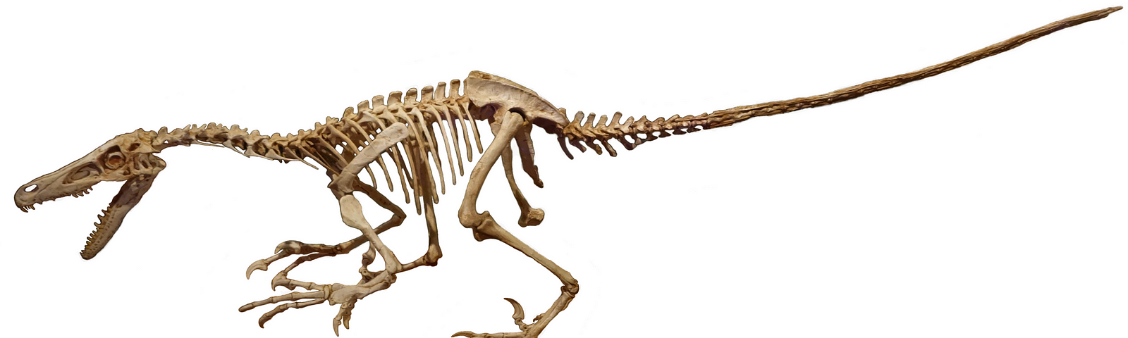 Velociraptor fossilized skeleton
