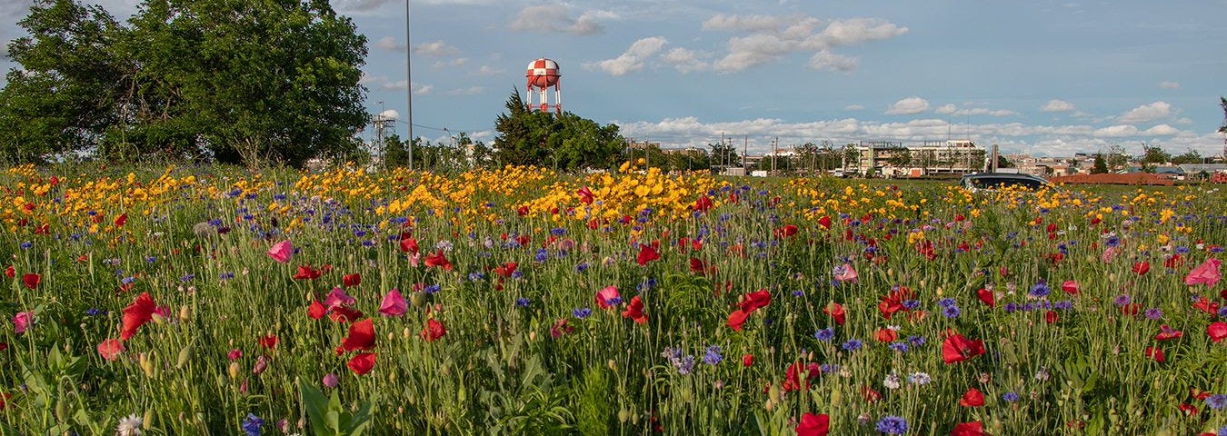 Wildflowers from pollinator habitat in Oklahoma City, with aviation equipment in the background.