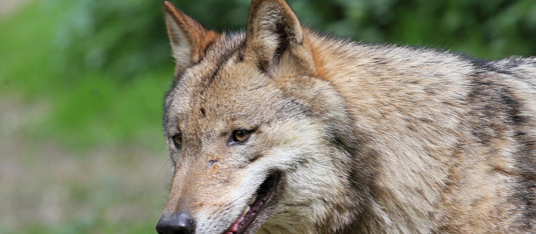 This wolf was once a man, and can kill vampires