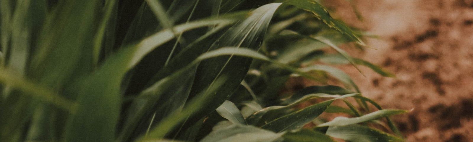 Leaves from a maize crop growing next to a dirt path