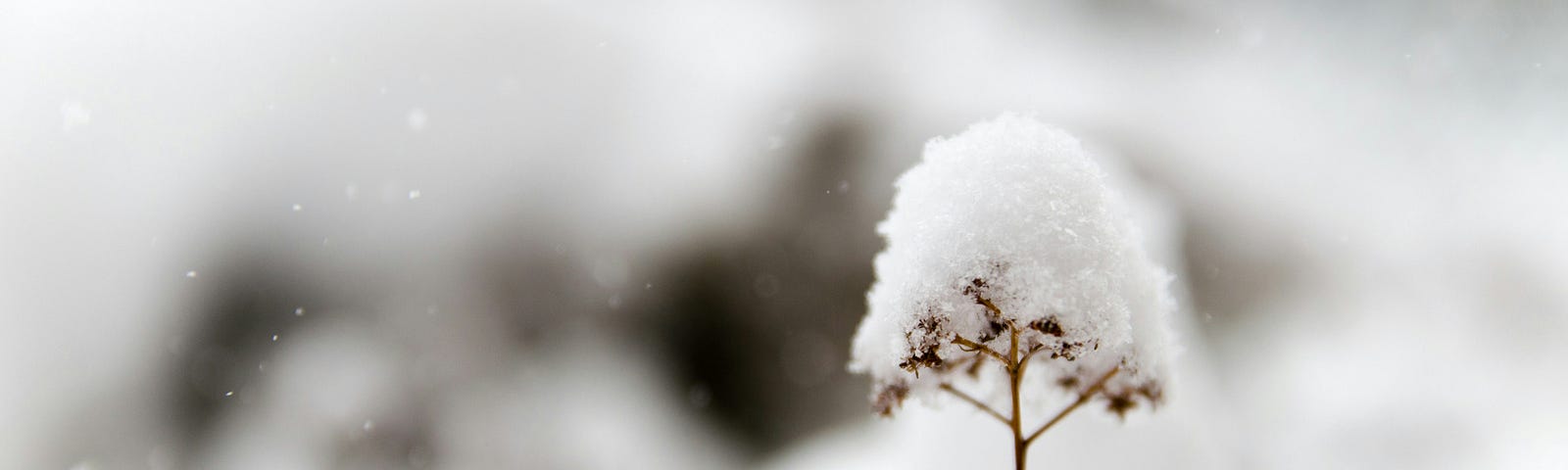 Photo of a lone weed in the foreground with a small mound of snow on top of it with a muted background of snow.