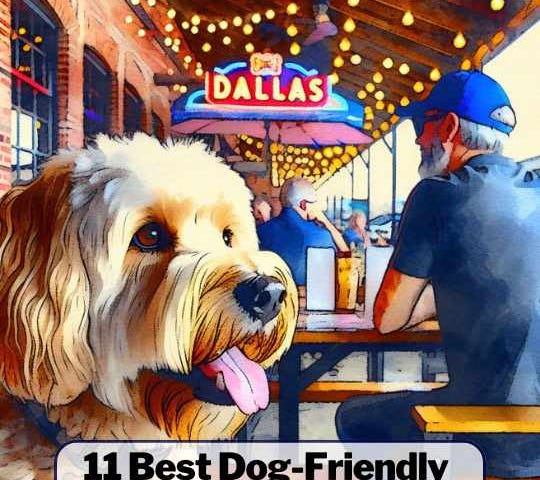 A dog sitting beside its owner at a dog-friendly restaurant in Dallas.