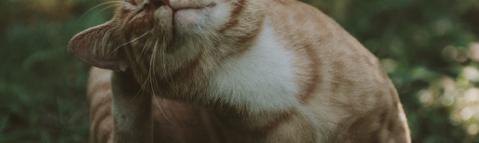 Orange tabby cat scratching ear