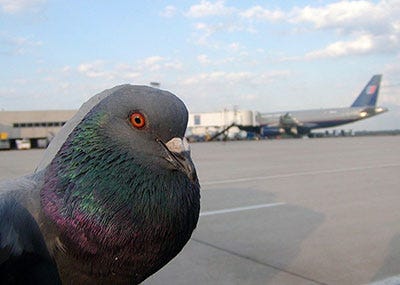 A pigeon on an airport runway