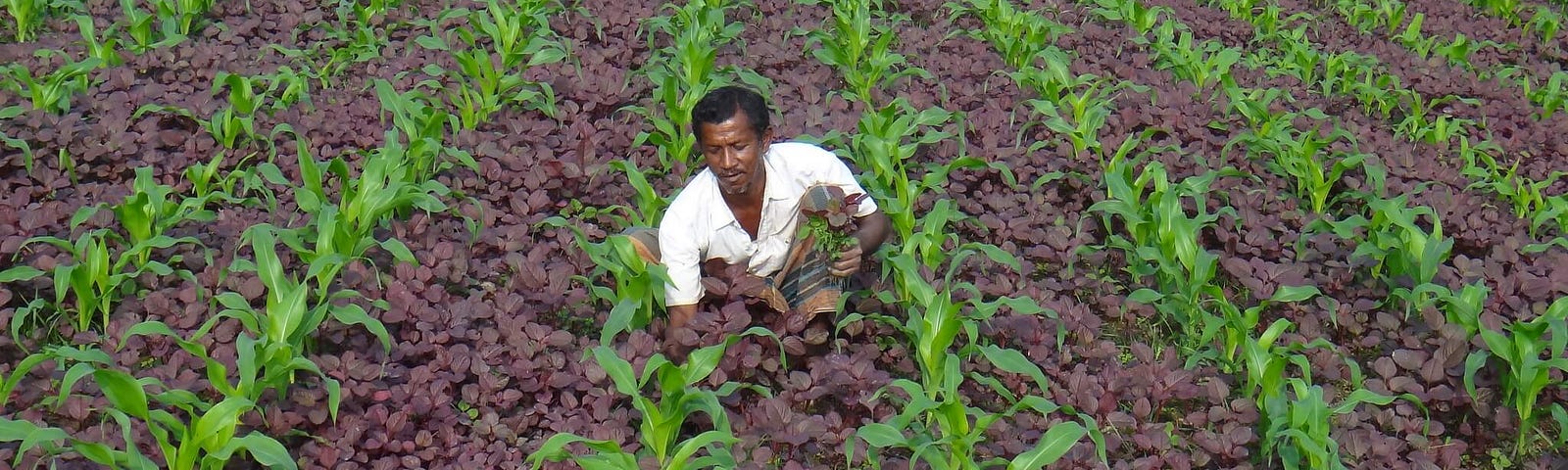 Farmer in intercropped field