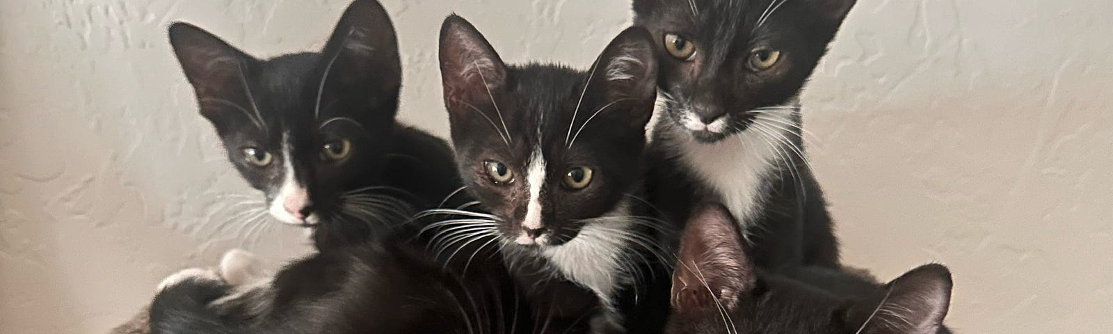 Photo of five kittens clustered together in a climbing tree cozy all focused on the camera. Four kittens are black and white tuxedo kittens and one is pewter gray.