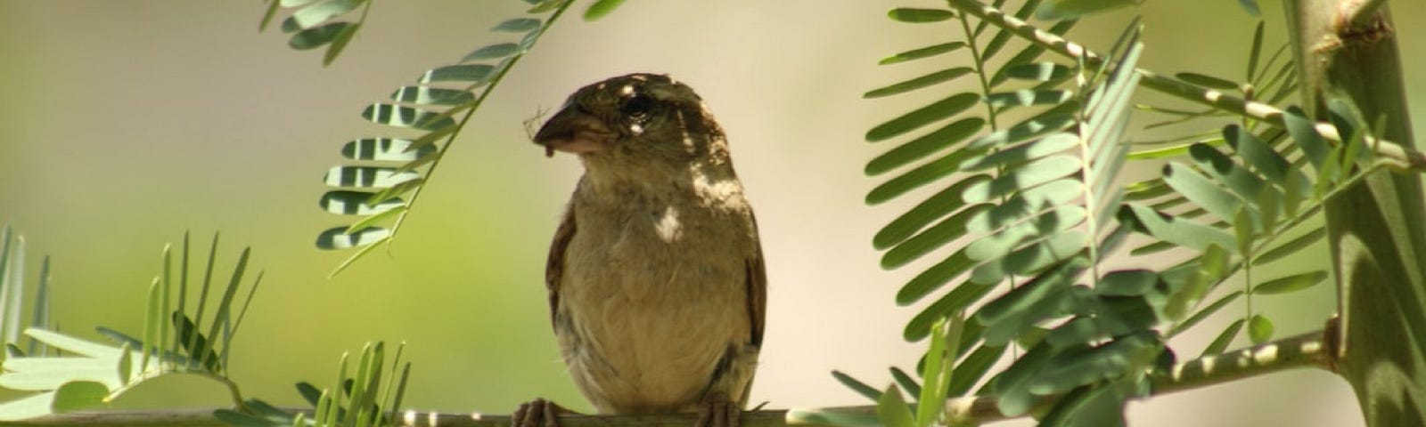 a small bird on a twig with greenery behind it