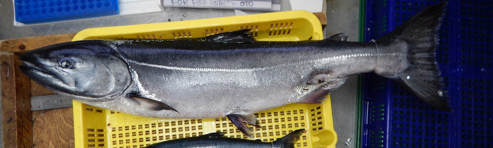 A Chinook and Coho salmon in a yellow basket on a lab table.