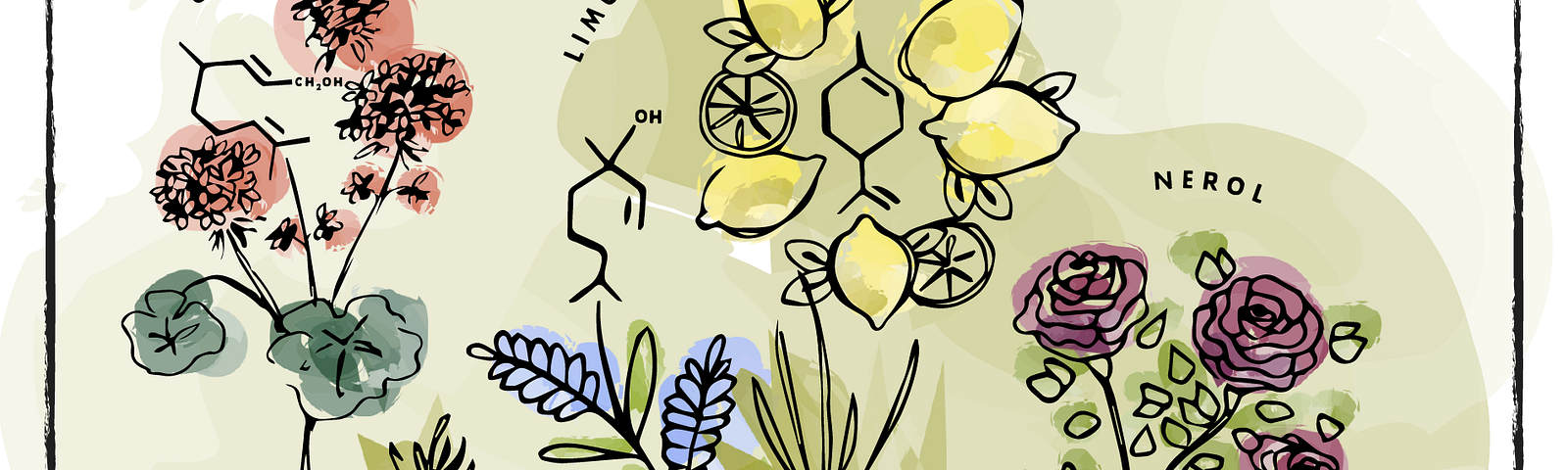 A drawing of four common terpene aromas (geranium, lemon, rose, lavender) next to their chemical symbols