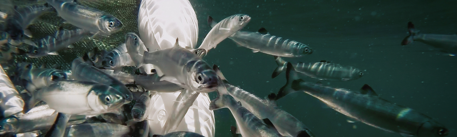 Salmon swimming in the water over a white buoy line.