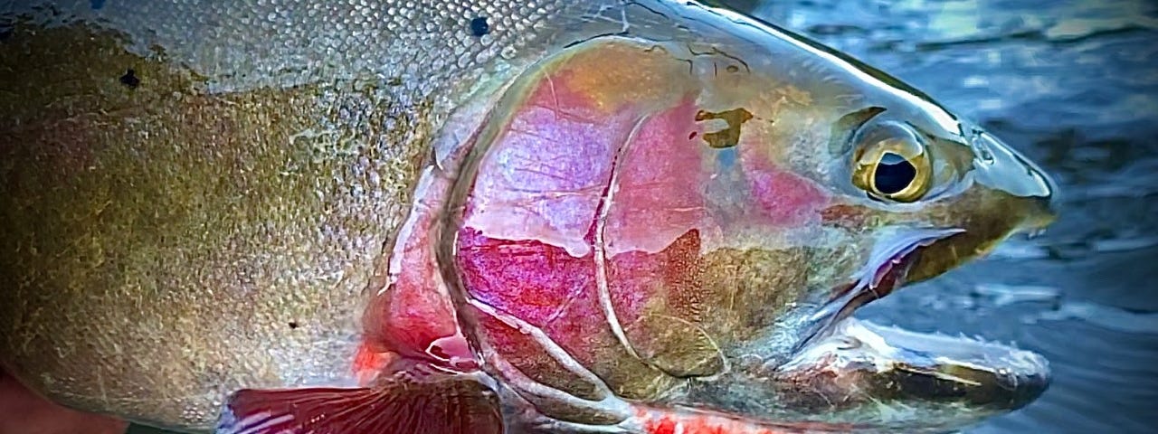 A trout with a pink cheek and red marking under its jaw
