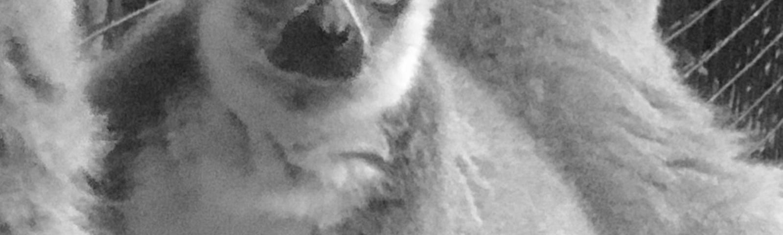 A ring-tailed lemur staring into the camera