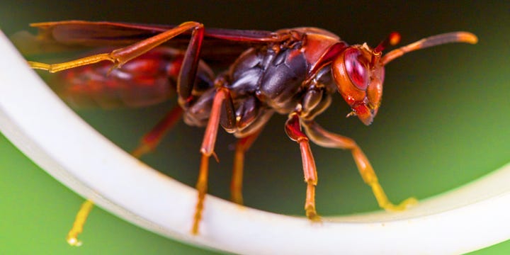 A red wasp perched in a house.