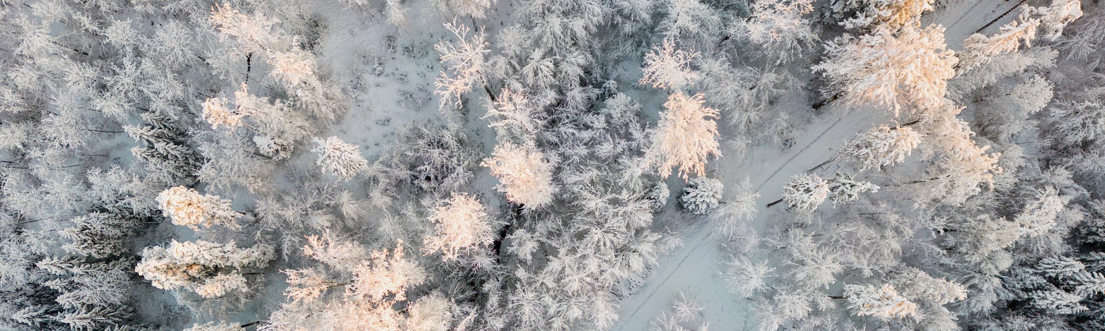 A picture of a snowy forest from a drone