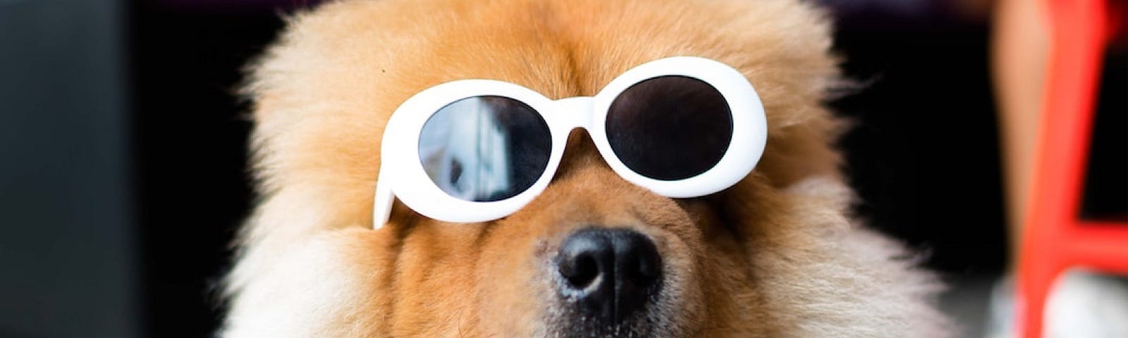 A fluffy orange dog wears some cool looking sunglasses.