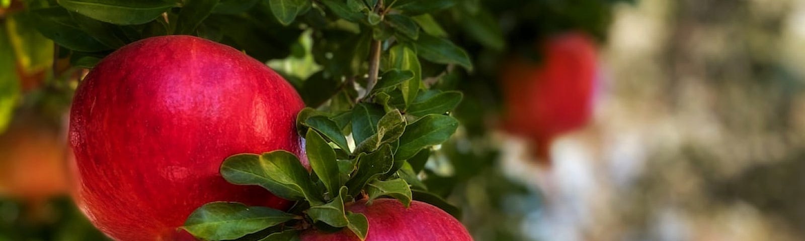 Photo of festive pomegranates.