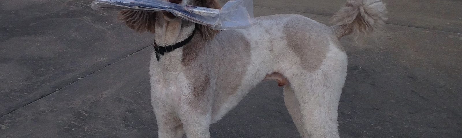 White and light brown spotted standard poodle holding a newspaper and looking at the camera.