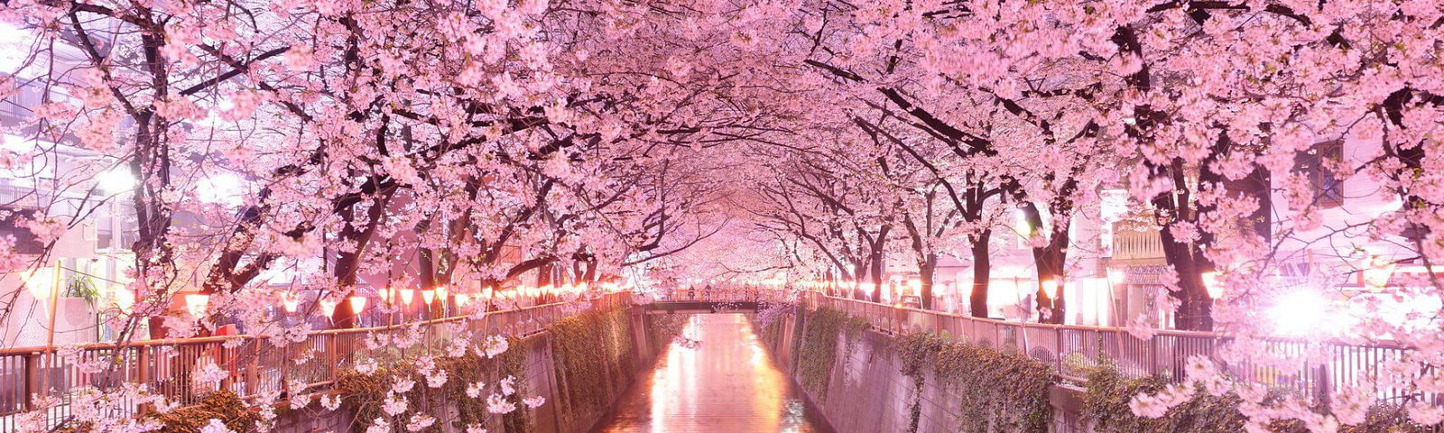 A sakura road which is as elegant as Python