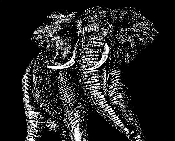 detailed Asian Elephant in ink on black background