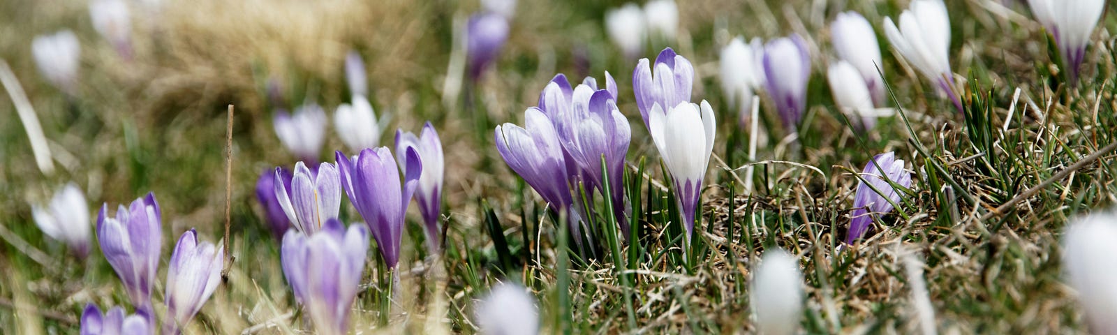 Purple flowers growing on the grass