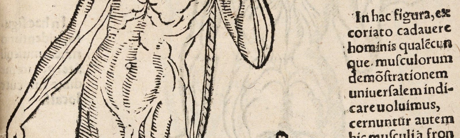 An anatomical drawing of a naked man stood next to a small tree holding a rope. There is a description in Latin to accompany the image as well as a Manchester Medical Society stamp.