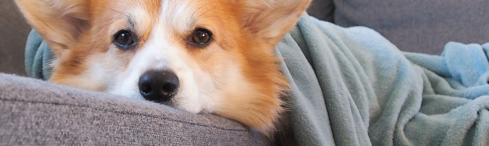 Sad looking corgi on a sofa with a blanket over him.