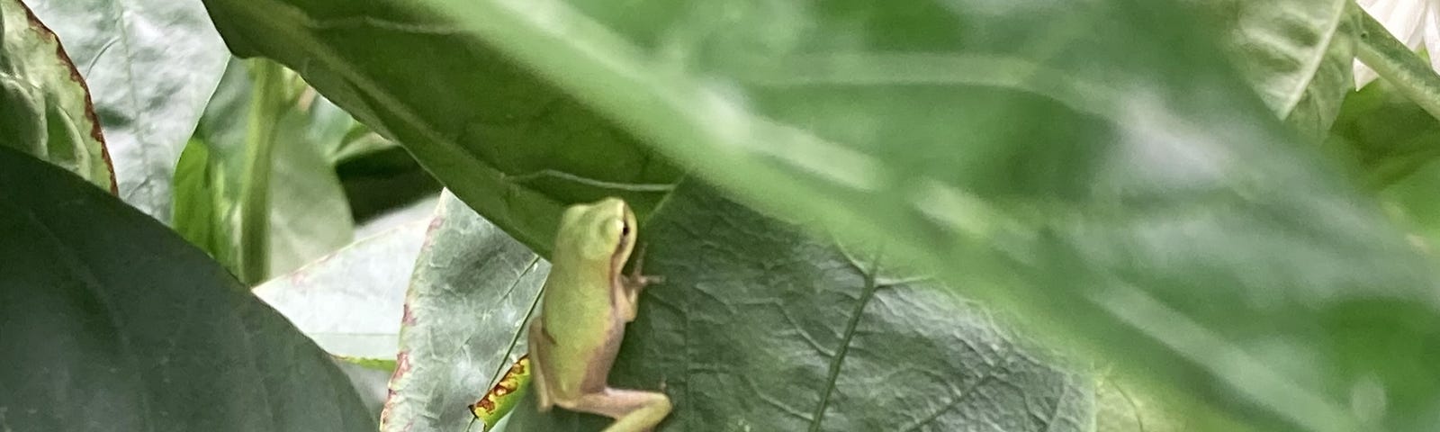 A tiny frog in my garden.