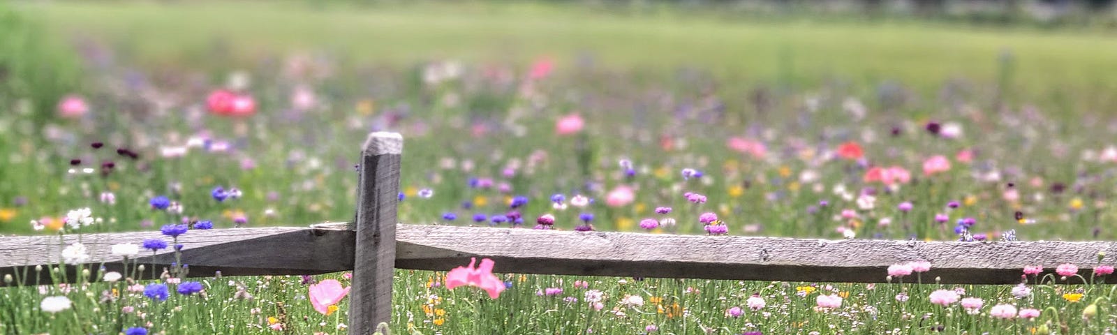 field of purple, pink, yellow wildflowers with a wooden post fence on a sunny day