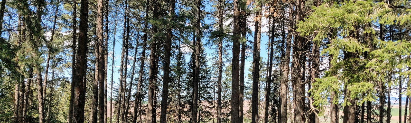 Kamiak Butte County Park, near Palouse, Washington. Image © Milli Thornton.