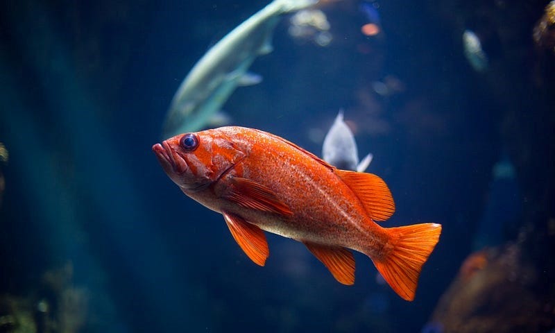 Picture of a goldfish.