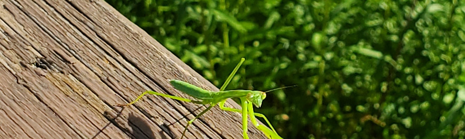 Tiny green praying mantis on a wooden railing