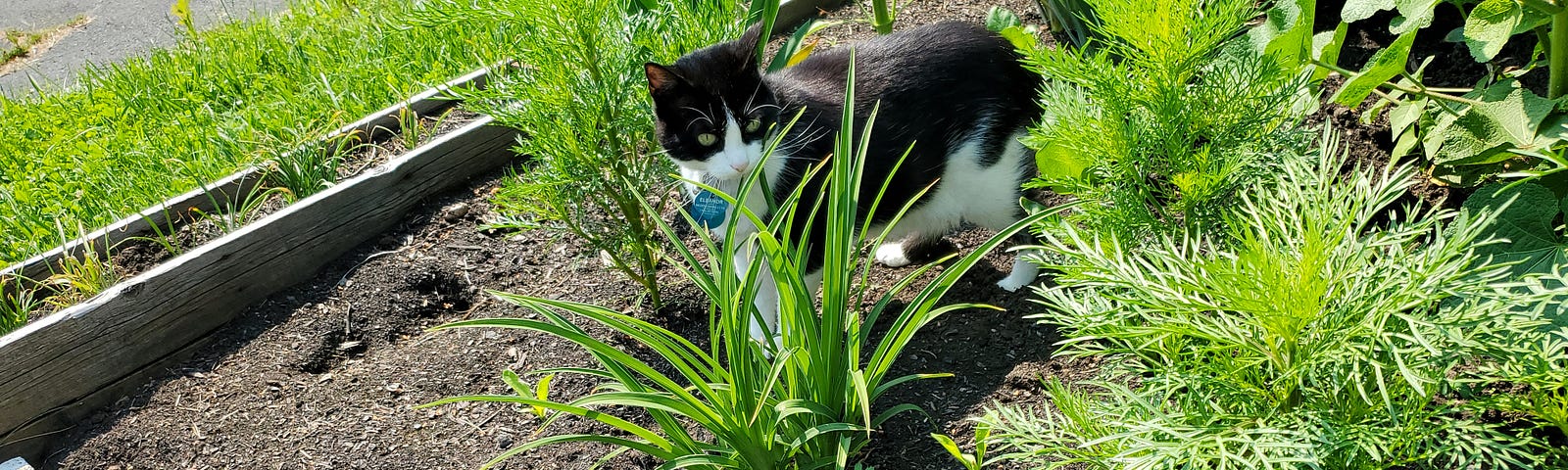 A black and white cat in a raised garden bed filled with assorted plants.