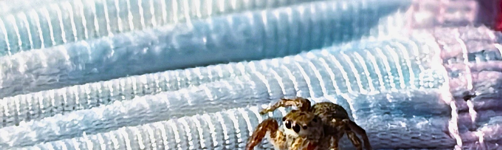A little jumping spider, dubbed Lil’ Joe, being himself crawling on a leg. The yoga pants fabric is visible. (Photo Credit: Angelica Olson)