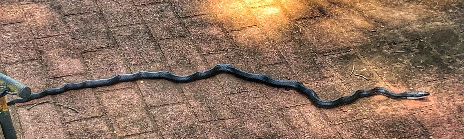 A black snake that visited my yard