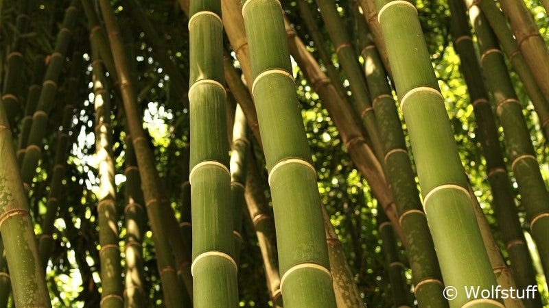 Bamboo trunks…