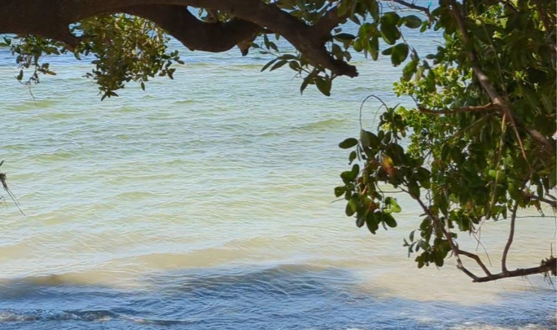 picture of the beach, seawater is flowing in gently. Tree branches with green leaves offer a little shade