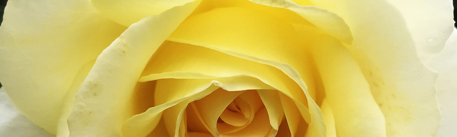 photo of a yellow rose