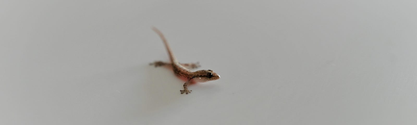 An adorable lizard.