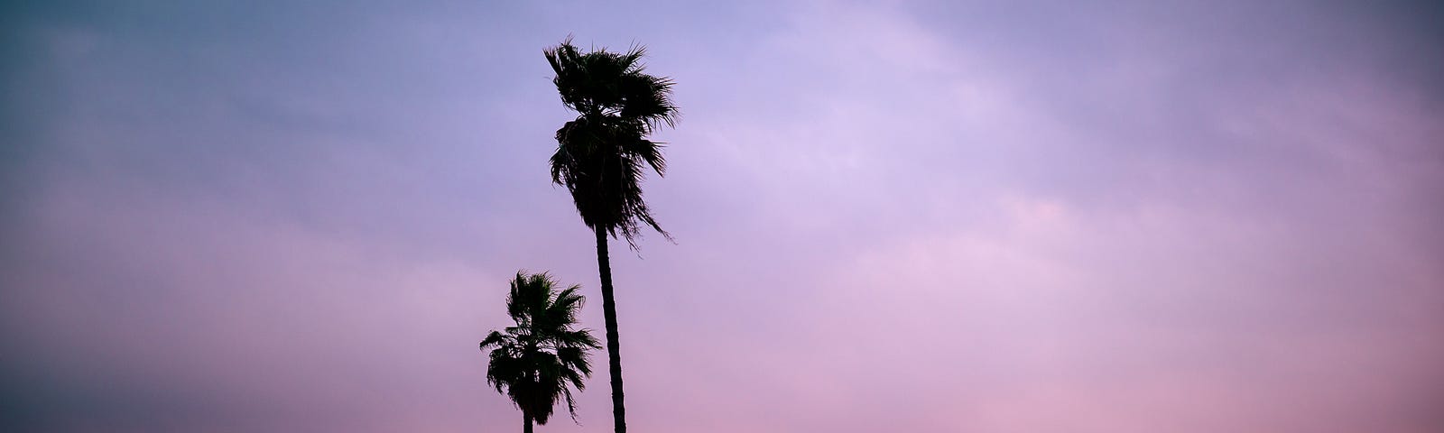 The sun setting throws muted colors up in the sky behind palm trees in Merced, California where the birds play for my camera.